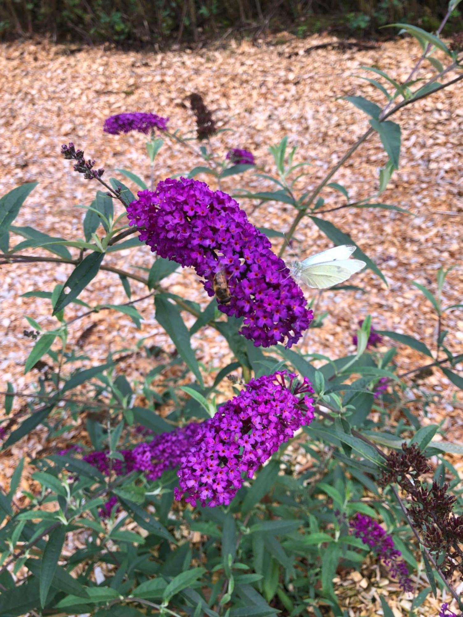 Billund Rooms מראה חיצוני תמונה